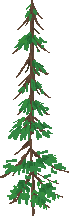 A single tall thin pine tree sprite on its own, with a visible brown trunk and darker green needles, the kind of piece that gets placed individually in the foreground